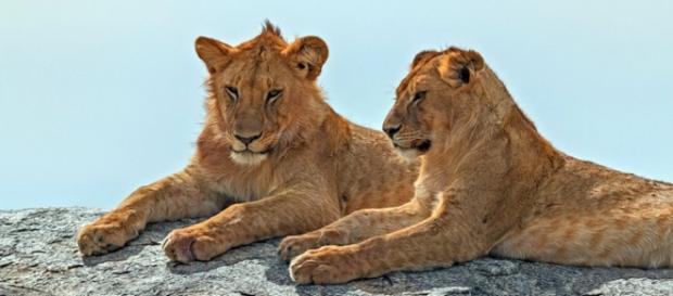 African lions. Image courtesy of Pixabay African lions. Image courtesy of Pixabay