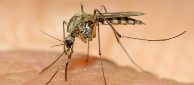 Así se transmite el virus zika Así se transmite el virus zika