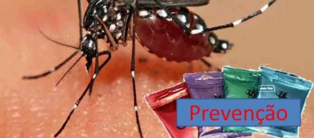O aedes aegypti, transmissor do zica vírus O aedes aegypti, transmissor do zica vírus