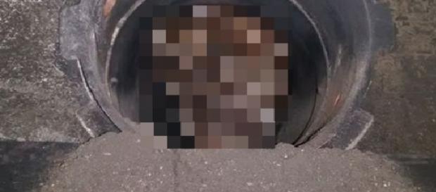 O bufniță stătea ascunsă în coșul de fum O bufniță stătea ascunsă în coșul de fum