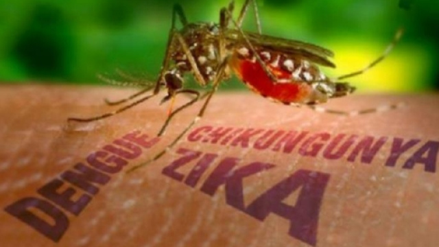 Virus Zika: quattro i casi in Italia