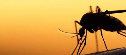 Virus del 2016, contagio zanzare