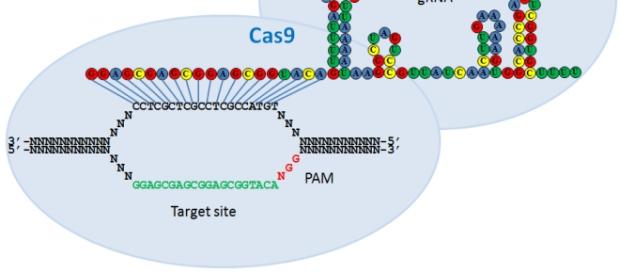 Crisp-cas9 : le modificateur d'ADN Crisp-cas9 : le modificateur d'ADN
