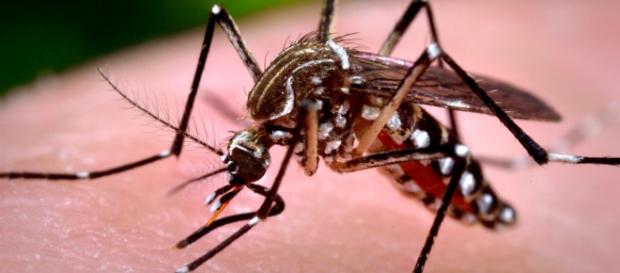 Mosquito aedes aegypti portador del Zika Mosquito aedes aegypti portador del Zika