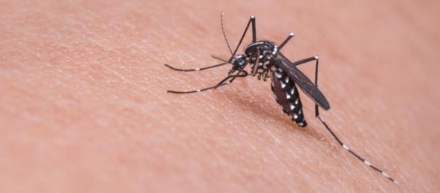 Zanzara tigre, possibile veicolo di Zika Zanzara tigre, possibile veicolo di Zika