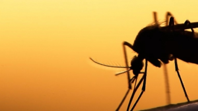 Virus del 2016, contagio zanzare