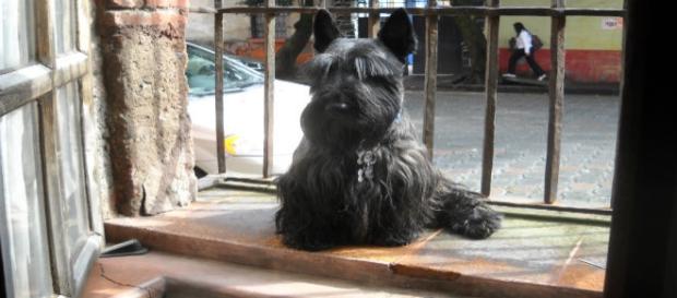 Aristócrata, latoso, manipulador pero adorable Aristócrata, latoso, manipulador pero adorable