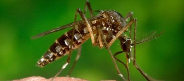 Mosquito transmissor da doença (Foto: Reprodução) Mosquito transmissor da doença (Foto: Reprodução)