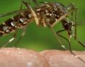Impacto global do zika vírus pode se tornar maior do que o ebola