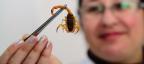 Photogallery - Escorpião amarelo brasileiro é o terceiro mais venenoso do mundo