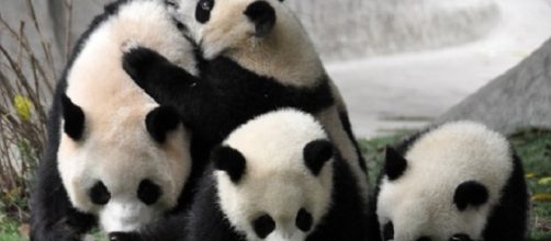 Essere pagati per coccolare panda!