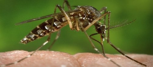 Mosquito transmissor do Zika Vírus
