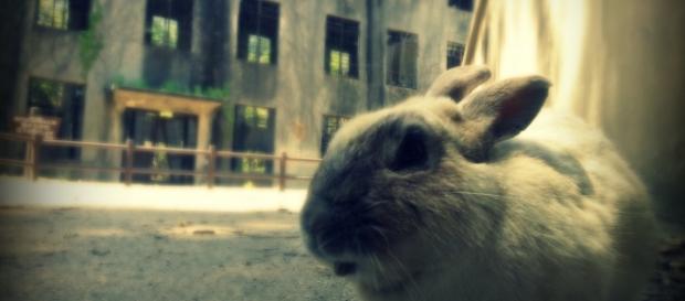 Okunoshima, también conocida como isla conejo Okunoshima, también conocida como isla conejo