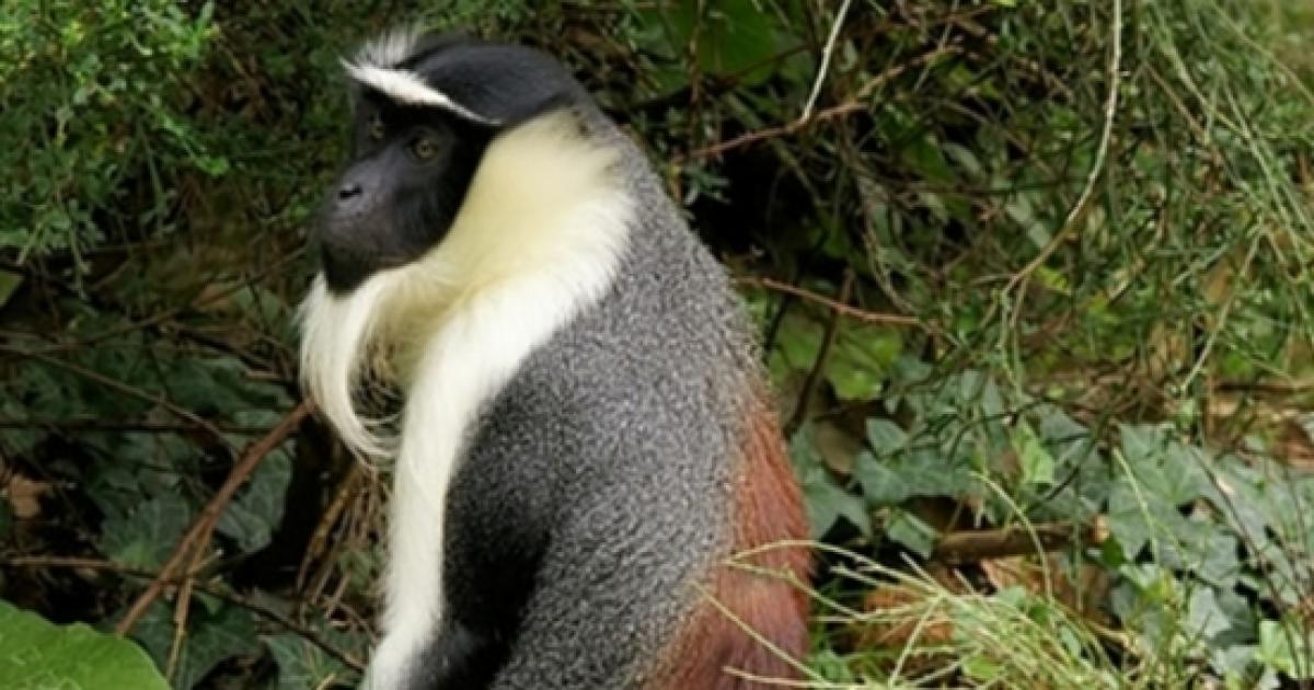 Five most endangered primates in Africa in 2016