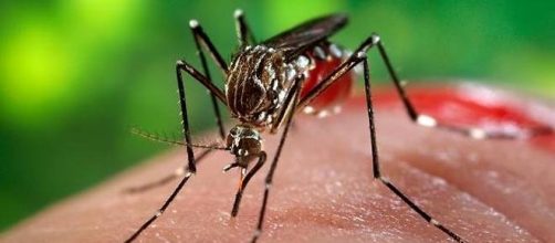 virus zika zanzara brasile microcefalia