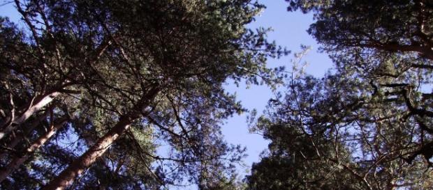 A la sombra de los pinos. Pinares LLanos (Ávila) A la sombra de los pinos. Pinares LLanos (Ávila)