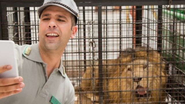 Quo Vado, info streaming trailer e trama