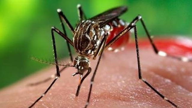 virus zika zanzara brasile microcefalia