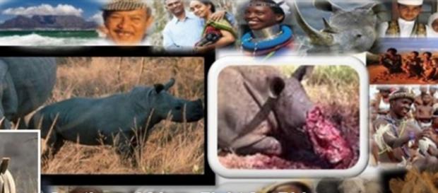 People fighting for rhino. Courtesty of SAFFR People fighting for rhino. Courtesty of SAFFR