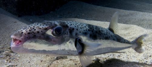 Allarme pesce palla maculato nel Mediterraneo