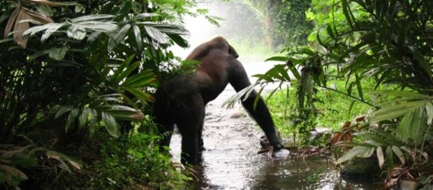 Rain forest gorillas. Image courtesy Pixabay Rain forest gorillas. Image courtesy Pixabay