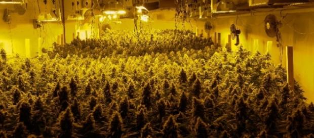 Symbolbild: Cannabis-Plantage in Zürich Symbolbild: Cannabis-Plantage in Zürich