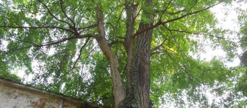 Gli alberi assorbono l'inquinamento