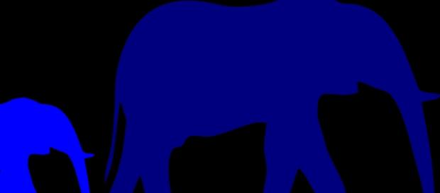 Elephants & Ivory. Courtesy of Pixabay commons Elephants & Ivory. Courtesy of Pixabay commons