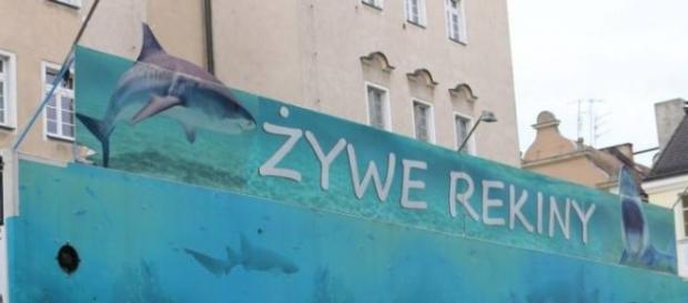 Mobilne akwarium z rekinami w Opolu Mobilne akwarium z rekinami w Opolu