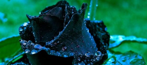 As lindas rosas negras de Halfeti na Turquia As lindas rosas negras de Halfeti na Turquia