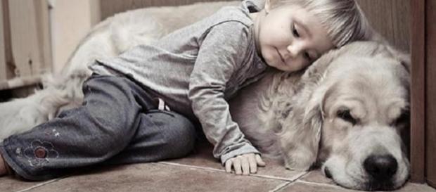 5 formas de demonstração de amor do seu cachorrinho 5 formas de demonstração de amor do seu cachorrinho