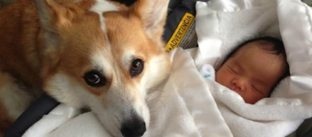 8 coisas que seu cachorro faz muito melhor do que você 8 coisas que seu cachorro faz muito melhor do que você