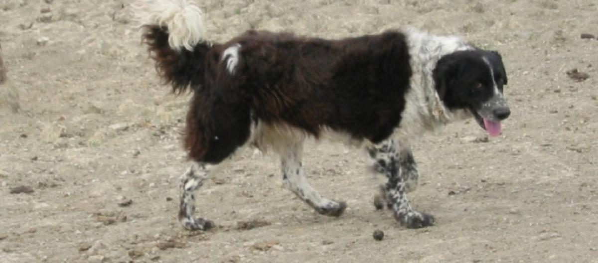 Amatrice Proprietario Lega Il Suo Cane A Una Corda E Lo Trascina