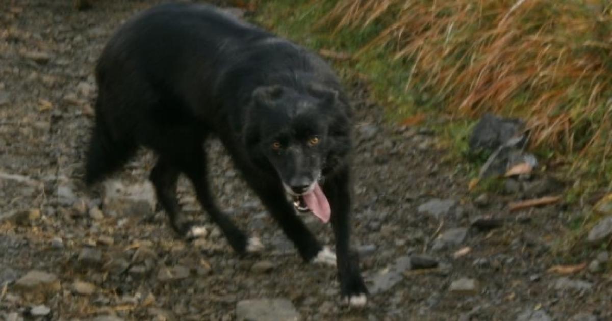 Amatrice Proprietario Lega Il Suo Cane A Una Corda E Lo Trascina