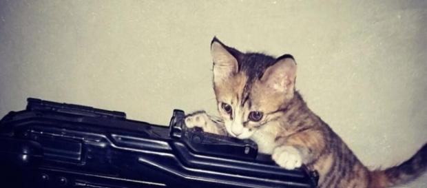 l'Isis lancia fatwa contro i gatti l'Isis lancia fatwa contro i gatti