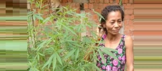 Mulher plantava maconha achando que era coentro. Mulher plantava maconha achando que era coentro.