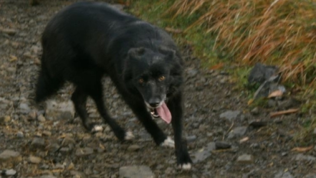 Cane da pastore delle Alpi Apuane