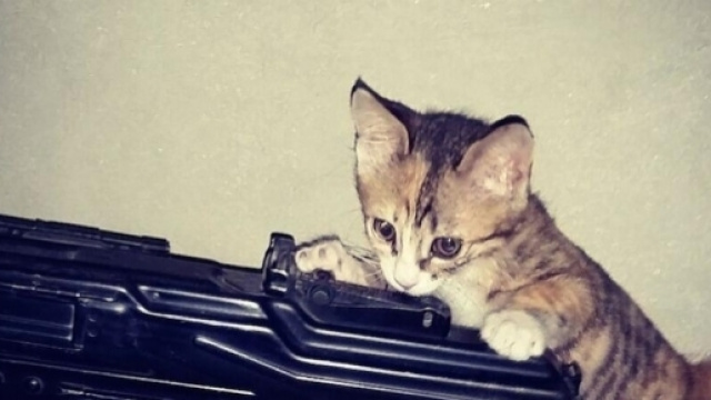 l'Isis lancia fatwa contro i gatti