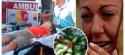 Mi hijo murió envenenado por esta maldita planta. ¡Es urgente que ... - dominicanosoy.net