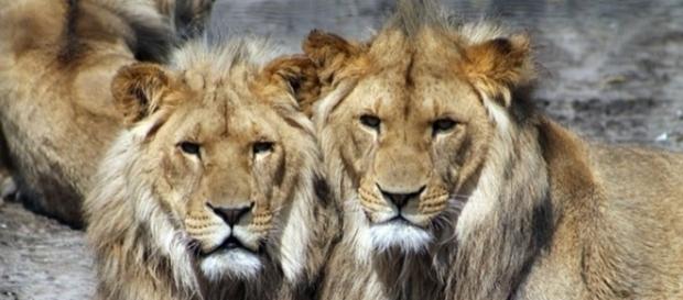 African lions / Photo by Aboeka, CCO Public Domain, via Pixabay.com African lions / Photo by Aboeka, CCO Public Domain, via Pixabay.com
