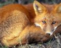 Silence from Andrea Leadsom over villainous hunting act reppeal