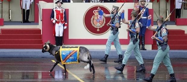 El carnero "Miura" desfilando con la Legión El carnero "Miura" desfilando con la Legión