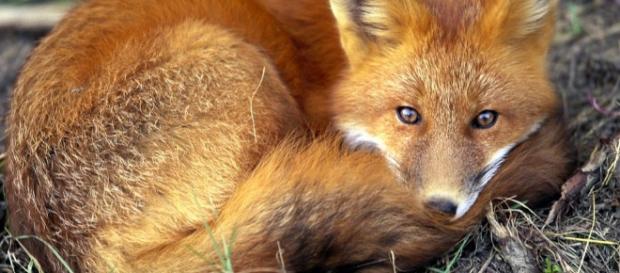 Red Fox - nationalgeographic.com Red Fox - nationalgeographic.com