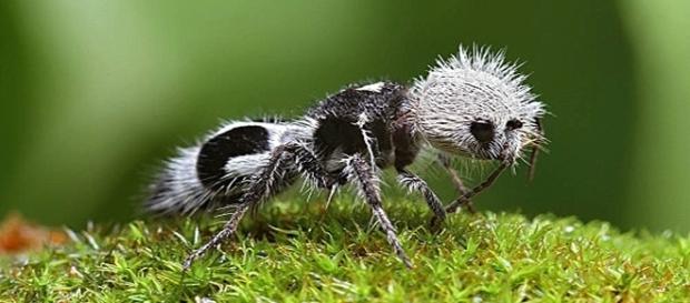 Tras su tierna apariencia, se esconde un animal peligroso Tras su tierna apariencia, se esconde un animal peligroso
