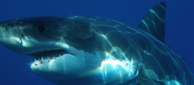 Weißer Hai (Carcharodon carcharias) Weißer Hai (Carcharodon carcharias)