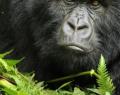 Conservationist Killed Attempting To Protect Rare Gorillas