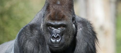 Londra, gorilla fugge: paura al giardino zoologico