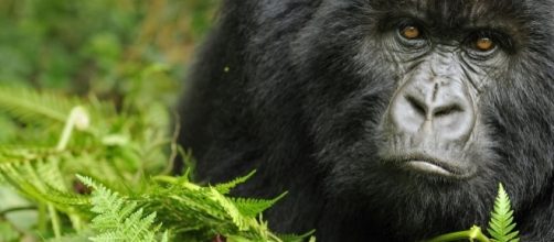 Gorilla | Species | WWF - worldwildlife.org