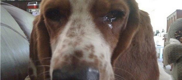 Cão é abusado pelo próprio dono - Foto/Reprodução Cão é abusado pelo próprio dono - Foto/Reprodução