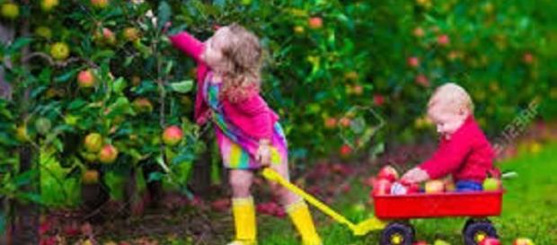 Kinder in einem Obstgarten zum Selberpflücken. Was für ein Erlebnis! Kinder in einem Obstgarten zum Selberpflücken. Was für ein Erlebnis!